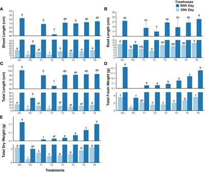 An integrated remediation approach using combinations of biochar, Rhizobium leguminosarum, and Vigna radiata for immobilizing and dissipating cadmium contaminants from the soil–mustard plant system